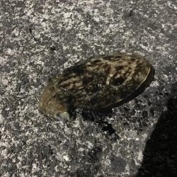 コウイカランガン