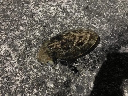 コウイカランガン