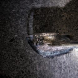 グレはまだいないです