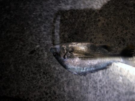 グレはまだいないです