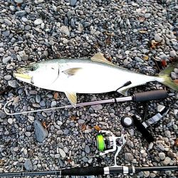 なんと　68㎝のメジロが釣れました!!