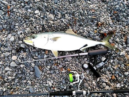 なんと　68㎝のメジロが釣れました!!