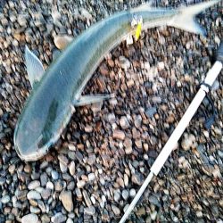 残念ボラでした!!