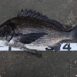 イチノ兄弟、釣果!