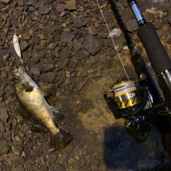 令和!メバリング!