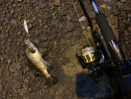 令和!メバリング!