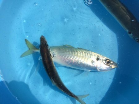 串本  カセ釣果