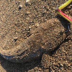 マゴチラッシュ