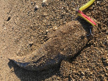 マゴチラッシュ