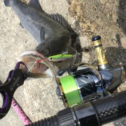 春のランカーシーバス