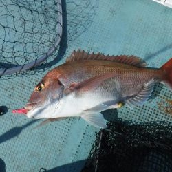 鯛が大漁