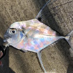 ショアジギング