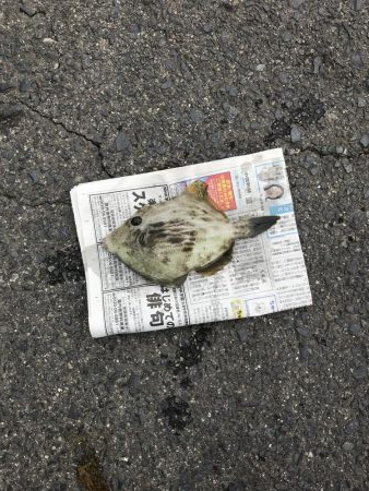 朝マズメ狙い五目釣り