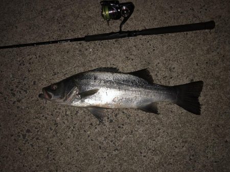 夜はヒラ、午前はシイラ