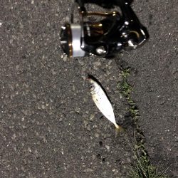 ナイトアジング