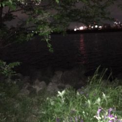 淀川のチニングパート2