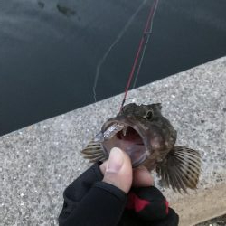 vj28ホームデビュー