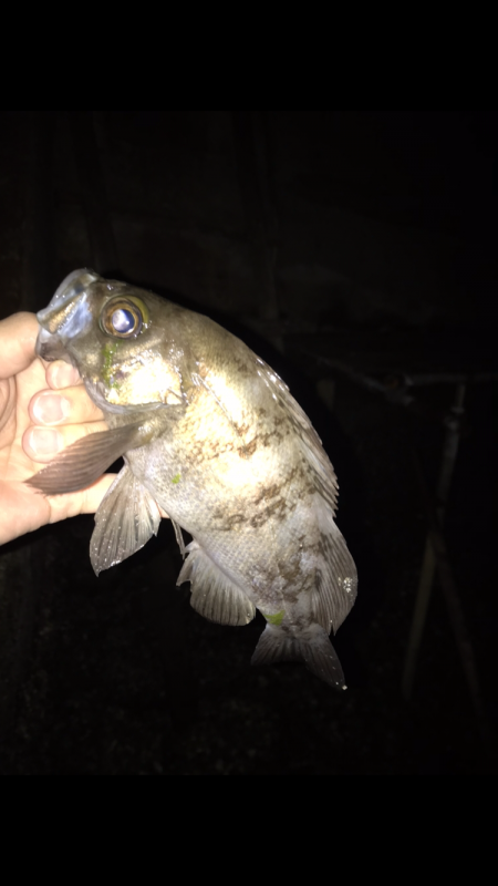 Light Game Fishing 2