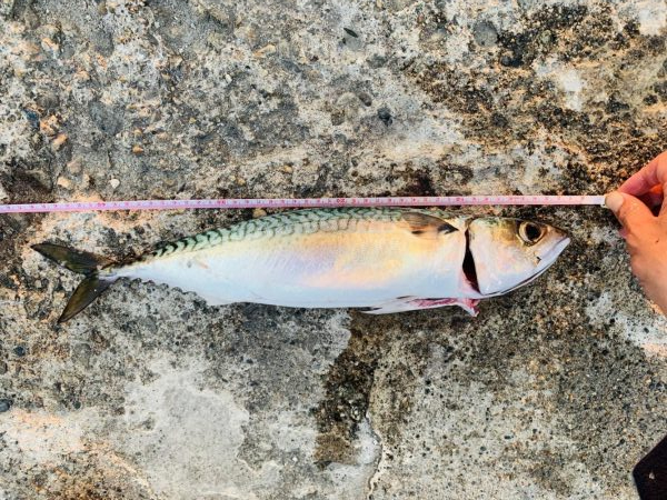 連日の大サバ釣り