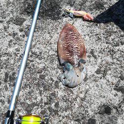 良型コウイカ 1杯