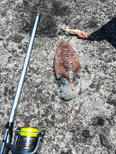 良型コウイカ 1杯