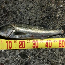 メバルシーバス