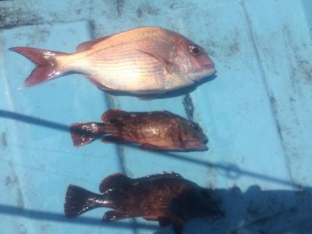 5月5日  紀中  タイラバ