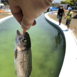 マス釣りリベンジ