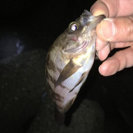 メバリング。。。