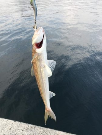 久しぶりの〇〇