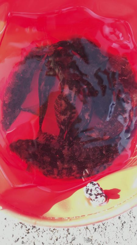 家族フィッシング