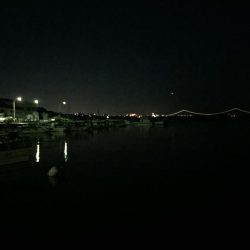 癒しのチビっ子メバル②