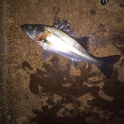 踏んだり蹴ったり(〃ω〃)