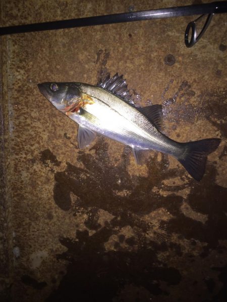 踏んだり蹴ったり(〃ω〃)