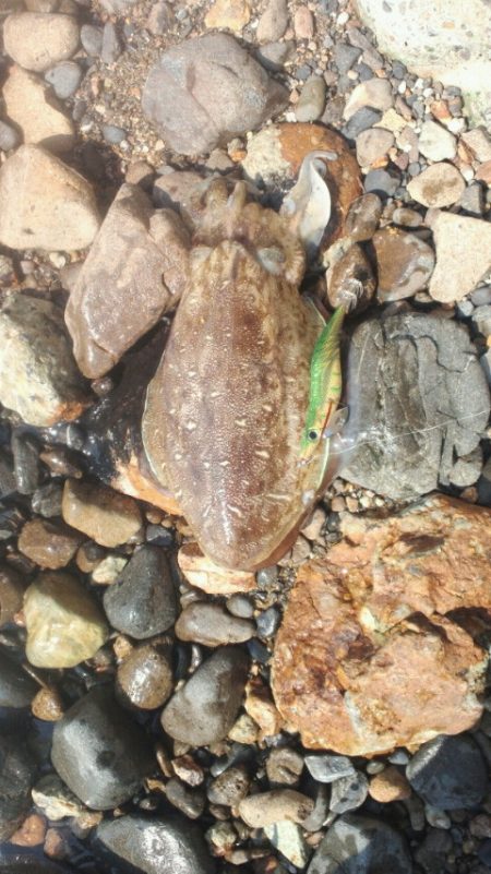 アオリならずコウイカ