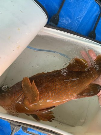 陸っぱりからの44㎝!