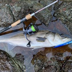 シーバスとロックフィッシュ釣果
