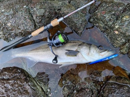 シーバスとロックフィッシュ釣果