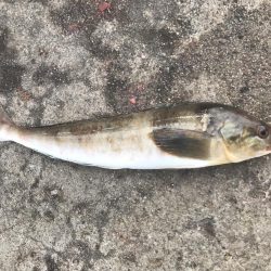 良型アジを求めて