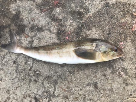 良型アジを求めて