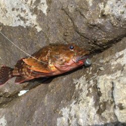 鳥取地磯釣行