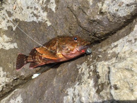 鳥取地磯釣行