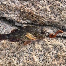 ガッシーは裏切らない