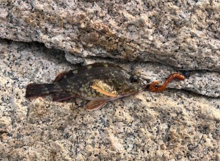 ガッシーは裏切らない