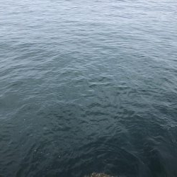 久しぶりのアオリイカ〜