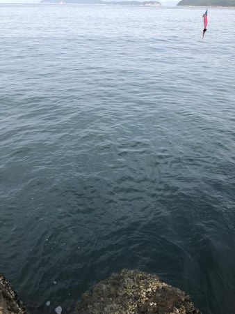 久しぶりのアオリイカ〜