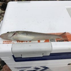 早朝からキス引き釣り