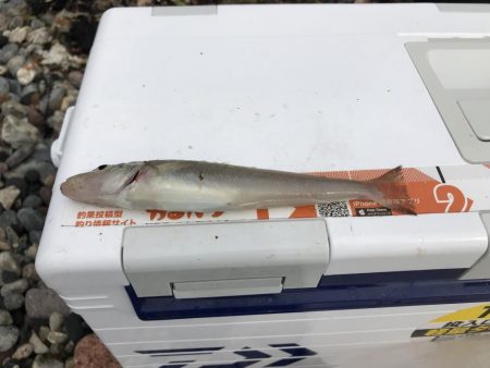 早朝からキス引き釣り