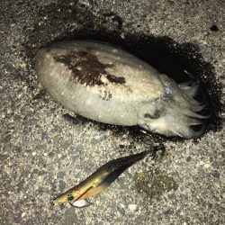 コウイカランガン