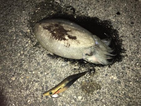 コウイカランガン